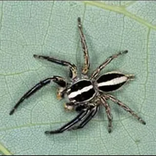 thumbnail for publication: Jumping Spiders, Gray Wall Jumper, and Pantropical Jumper Menemerus bivittatus (Dufour) and Plexippus paykulli (Audouin) (Arachnida: Araneae: Salticidae)